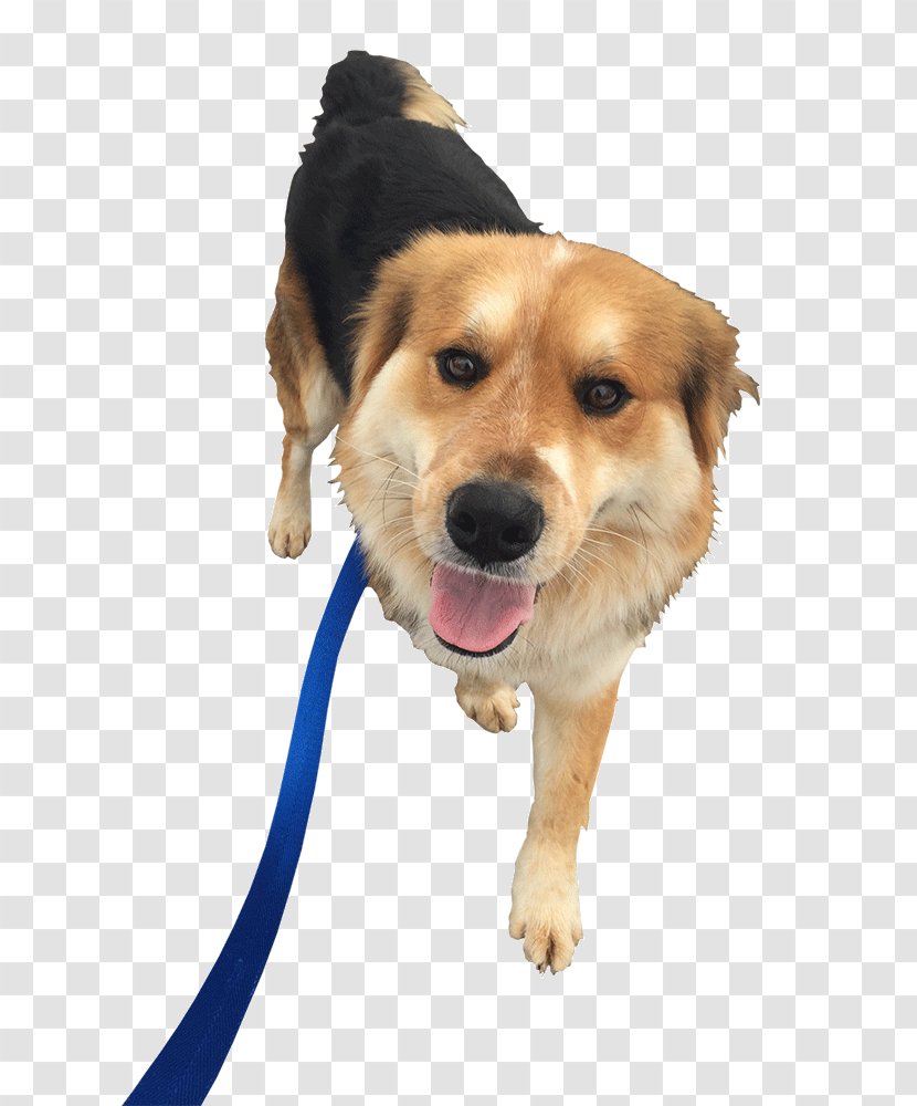 Dog Breed Pet Sitting Puppy Companion Transparent PNG