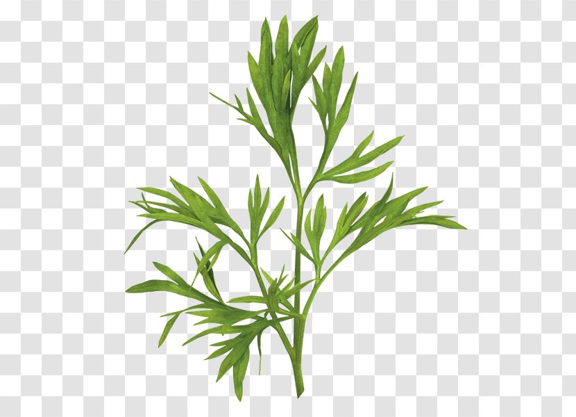 Herb Leaf Vegetable Coriander Confetti Transparent PNG