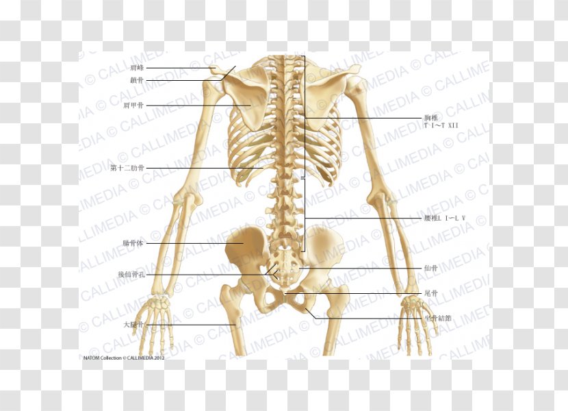 Pelvis Anatomy Bone Abdomen Human Body - Frame - Sacrum Transparent PNG
