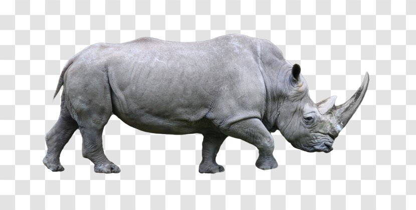 White Rhinoceros 89th Academy Awards Javan Black - Endangered Rhino Transparent PNG