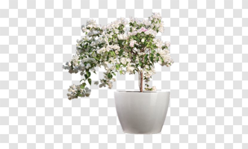 Flowerpot Glass Fiber Plants Chinese Sweet Plum - Seed - White Transparent PNG