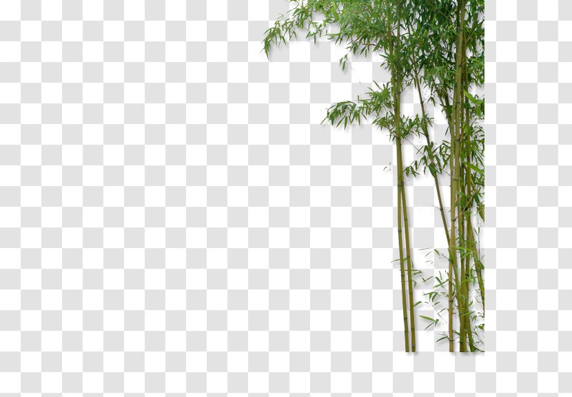China Bamboo Plant Transparent PNG