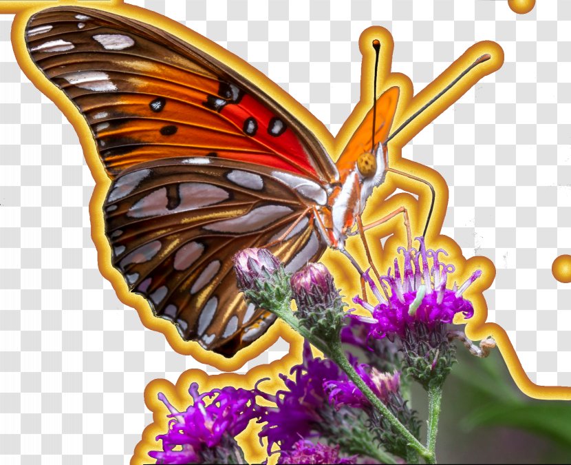 Insect Monarch Butterfly Gulf Fritillary Pollinator - Cookie Transparent PNG