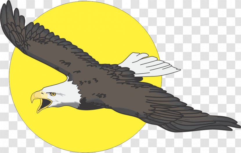 Bald Eagle Vector Graphics Illustration Image - Peregrine Falcon - Drawing Transparent PNG