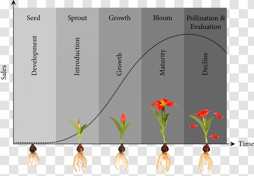 Product Life-cycle Management Lifecycle Project Portfolio Biological Life Cycle - Building Transparent PNG