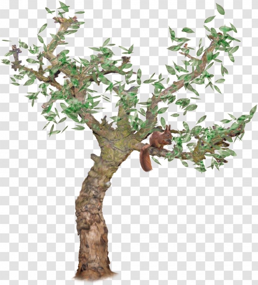 Tree Squirrel Sciurini Transparent PNG
