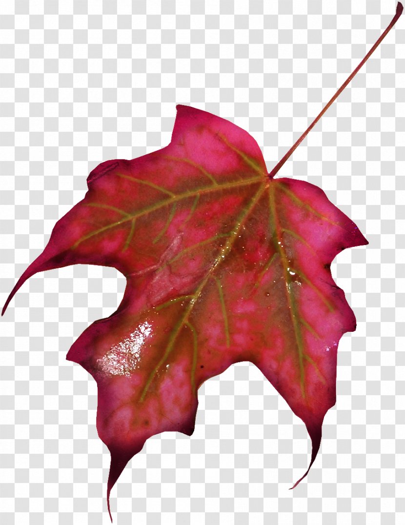 Red Maple Leaf - Tree Transparent PNG