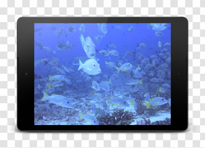 Coral Marine Biology Desktop Wallpaper Computer - Seabed Transparent PNG