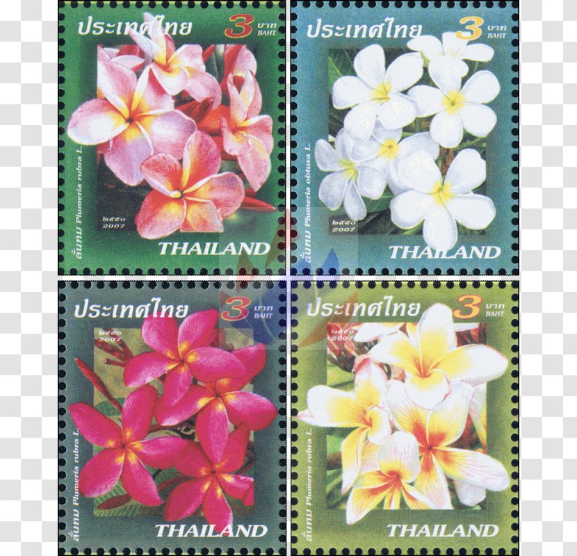 Thailand Flowering Plant Postage Stamps Plants - Plumeria 14 2 1 Transparent PNG