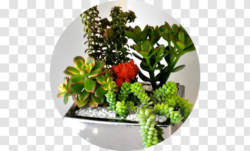 Succulent Plant Houseplant San Diego Cactus And Society Babybella Succulents Restaurant - Art - Suculent Transparent PNG