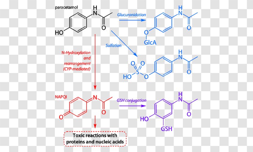 Acetaminophen Paracetamol Poisoning Hepatotoxicity Analgesic Pharmaceutical Drug - Text - Metabolism Transparent PNG