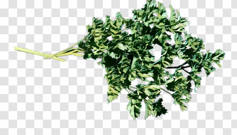 Family Tree Background - Retro - Plane Leaf Vegetable Transparent PNG