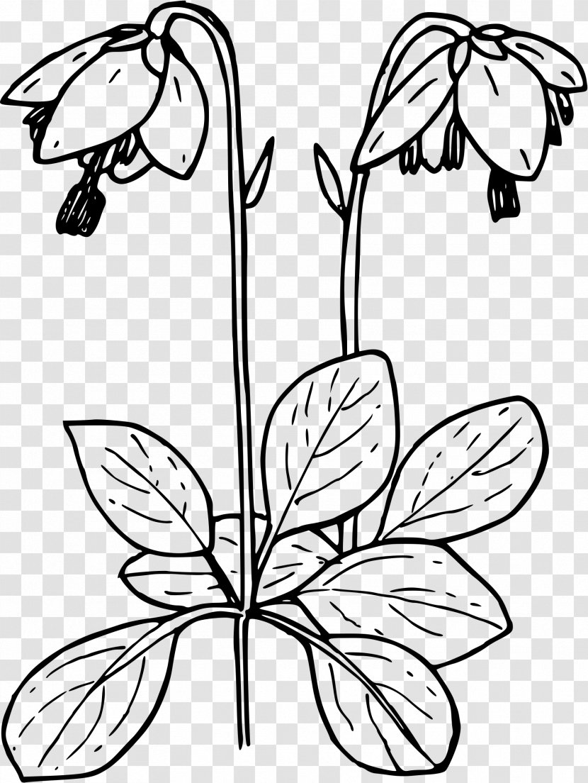 Drawing Moneses Uniflora Clip Art - Line - Turkish Delight Transparent PNG