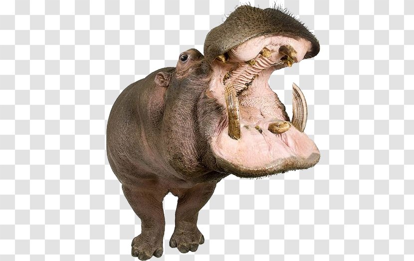 Hippopotamus Dog Animal Photography - Stock - Hippo Mouth Transparent PNG