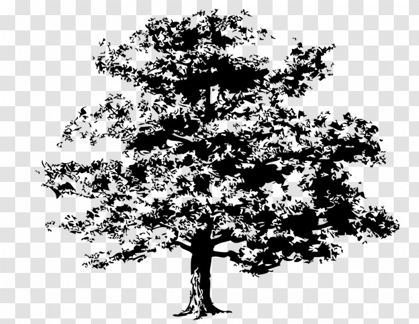 Tree Quercus Kelloggii Clip Art - Oak - Family Transparent PNG