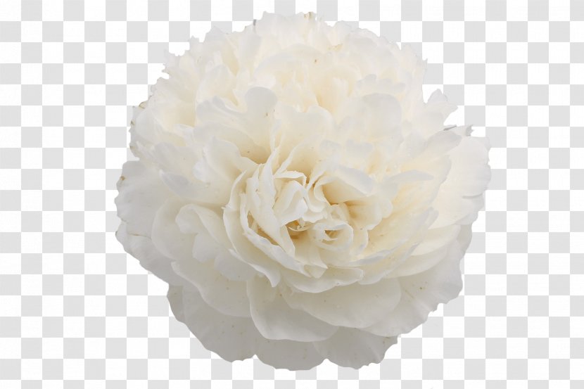 Peony Cut Flowers Cabbage Rose Petal - Family Transparent PNG