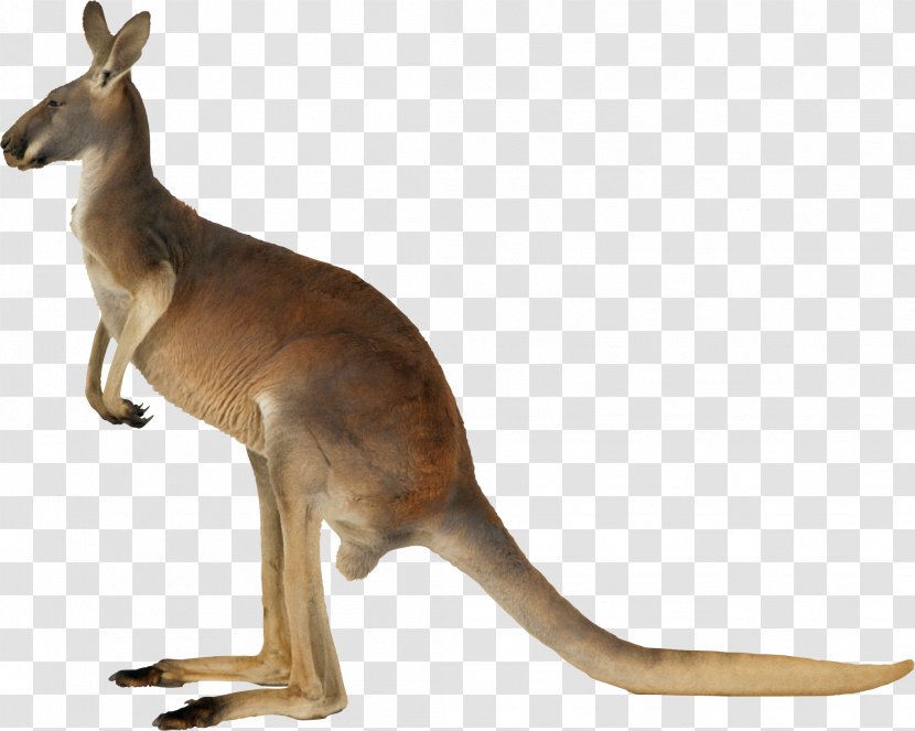 Kangaroo - Terrestrial Animal - Mammal Transparent PNG