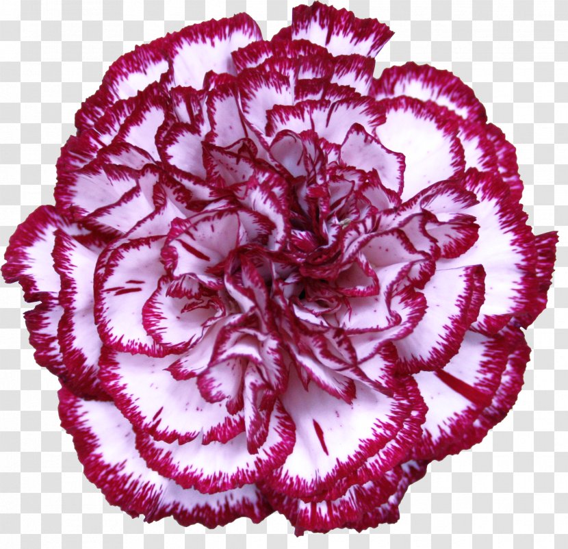 Carnation Cut Flowers Garden Roses Petal - Transvaal Daisy - Red Transparent PNG