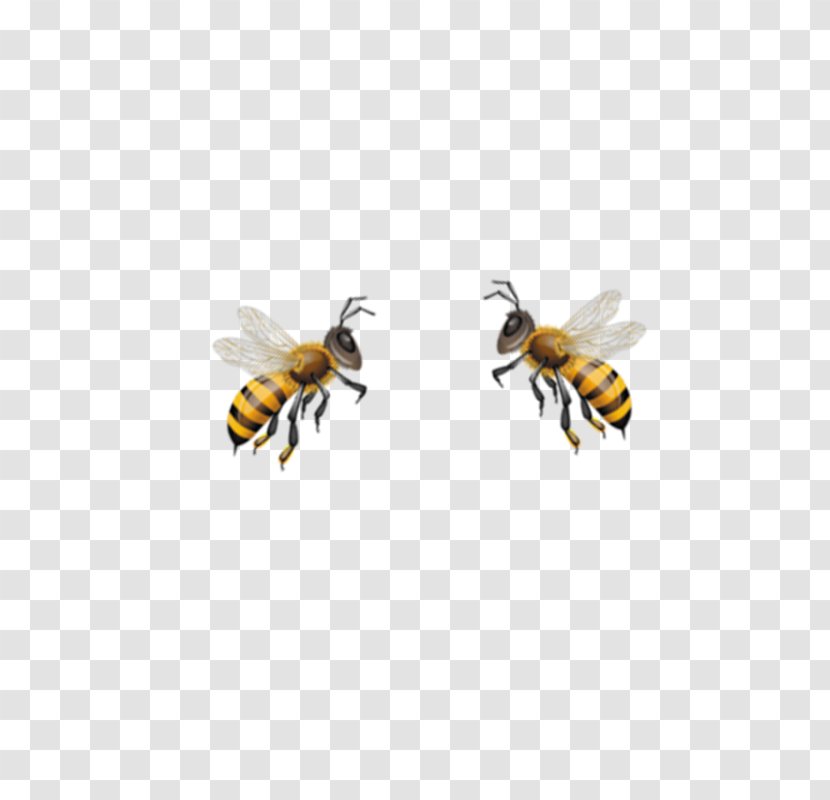Honey Bee Hornet Bumblebee Wasp Transparent PNG
