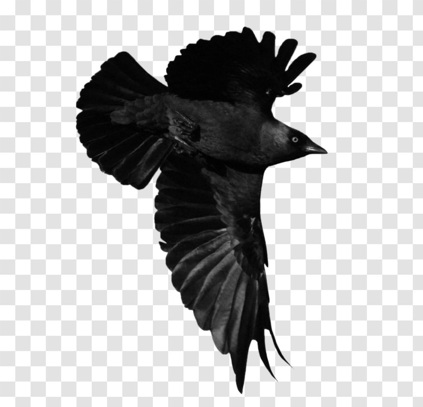 American Crow Bird Art Animal - Creative Work - Flying Perching Transparent PNG