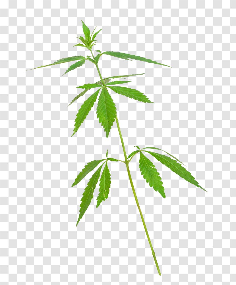 Cannabis Marijuana Stock Photography Hashish - Leaves Transparent PNG