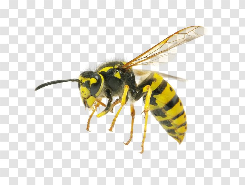 Hornet Characteristics Of Common Wasps And Bees Insect Yellowjacket - Bee Transparent PNG