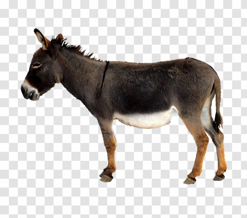 Donkey Mule Chicken - Snout - Animal Transparent PNG