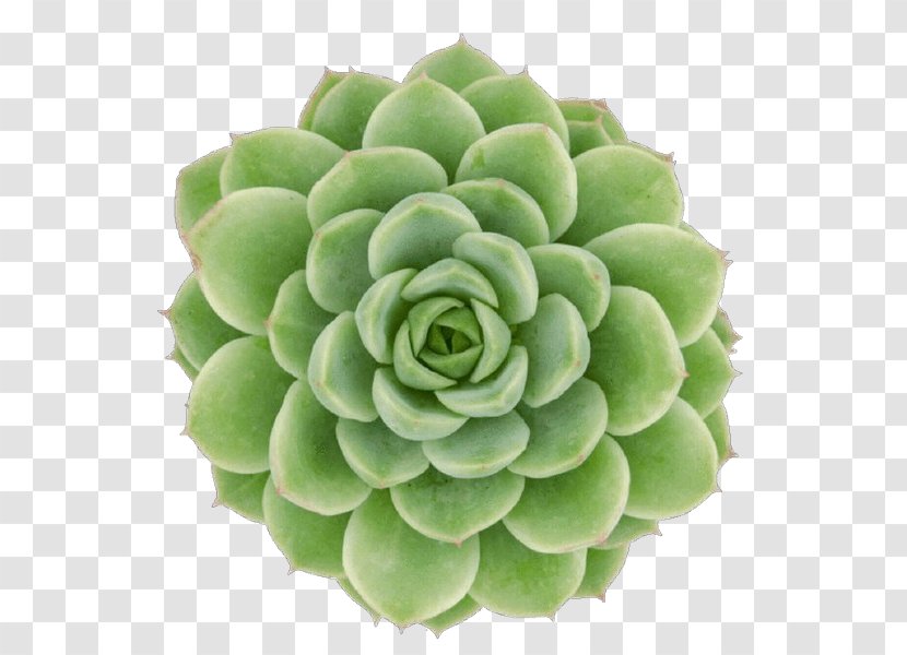 Flower Echeveria Green Plant White Mexican Rose - Saxifragales Perennial Transparent PNG