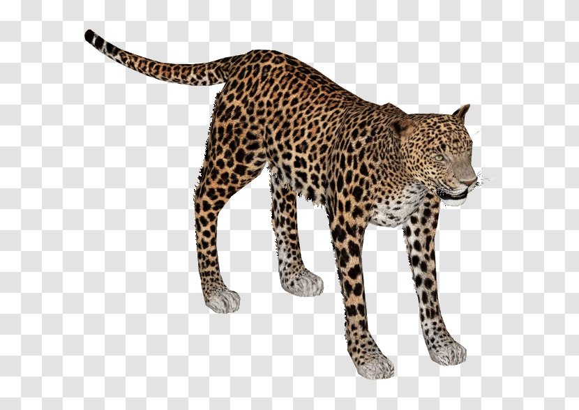 African Leopard Lion Indian Cheetah Felidae - Organism Transparent PNG