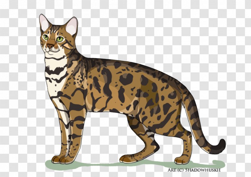 Bengal Cat California Spangled Toyger Malayan Sokoke - Whiskers Transparent PNG