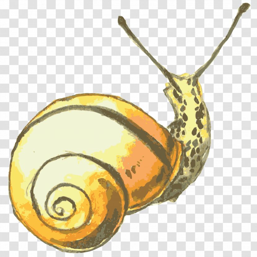 Snail Orthogastropoda - Snails Transparent PNG