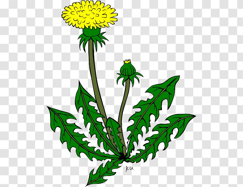 Common Dandelion Drawing Clip Art - Floral Design - Plant Cartoon Transparent PNG