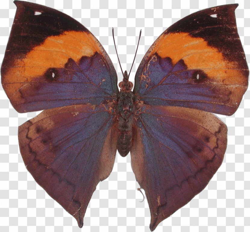 Butterfly Insect Orange Oakleaf Stock Photography Kallima Paralekta - Gossamerwinged Butterflies Transparent PNG