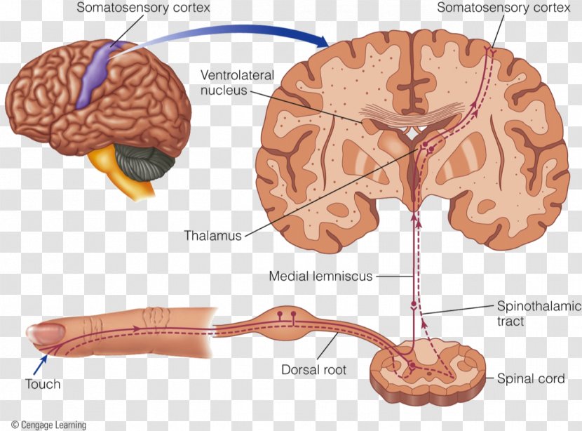 Brain Cutaneous Receptor Neural Pathway Lamellar Corpuscle Tactile - Cartoon Transparent PNG