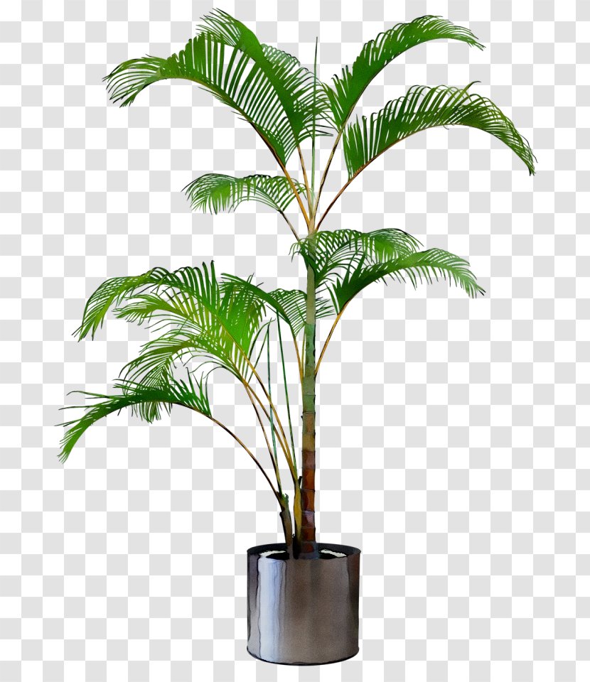 Babassu Flowerpot Bks Folding Glass Systems Oil Palms Houseplant - Plant Stem Transparent PNG