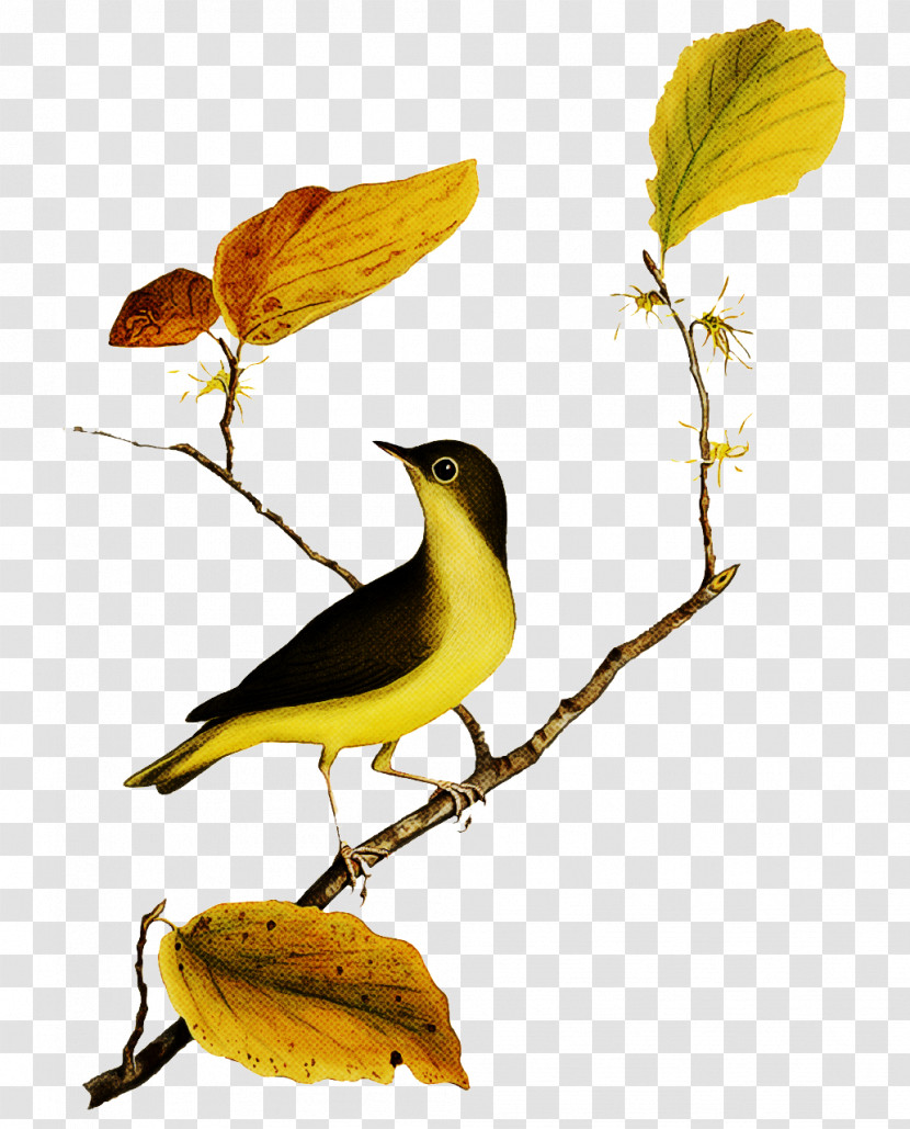 Old World Orioles Eurasian Golden Oriole The Savannah College Of Art And Design Birds Master Class Transparent PNG