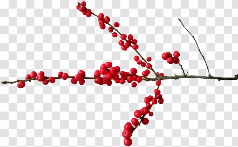 Berry Christmas Pink Peppercorn Clip Art - Twig - Red Berries Transparent PNG