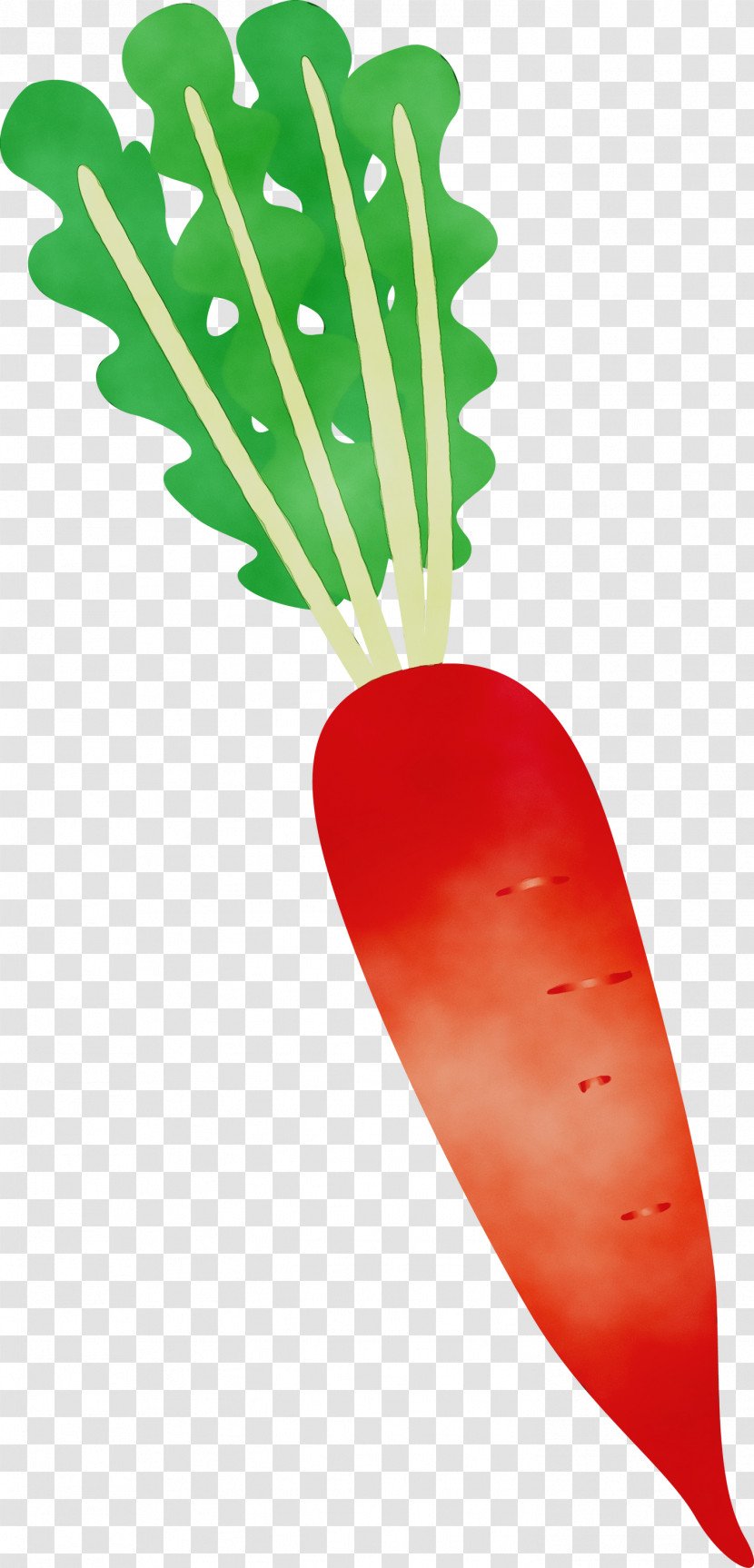 Plant Stem Vegetable Radish Fruit Plants Transparent PNG