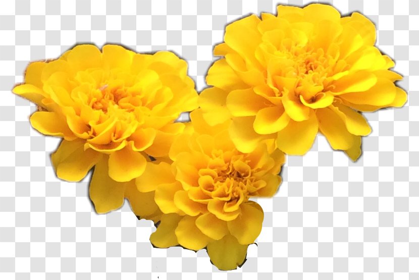 Yellow Cut Flowers Petal - Marigold - X Ray Transparent PNG