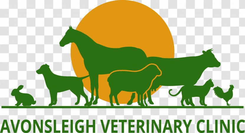Horse Cat Dog Veterinarian Clinique Vétérinaire - Mammal Transparent PNG