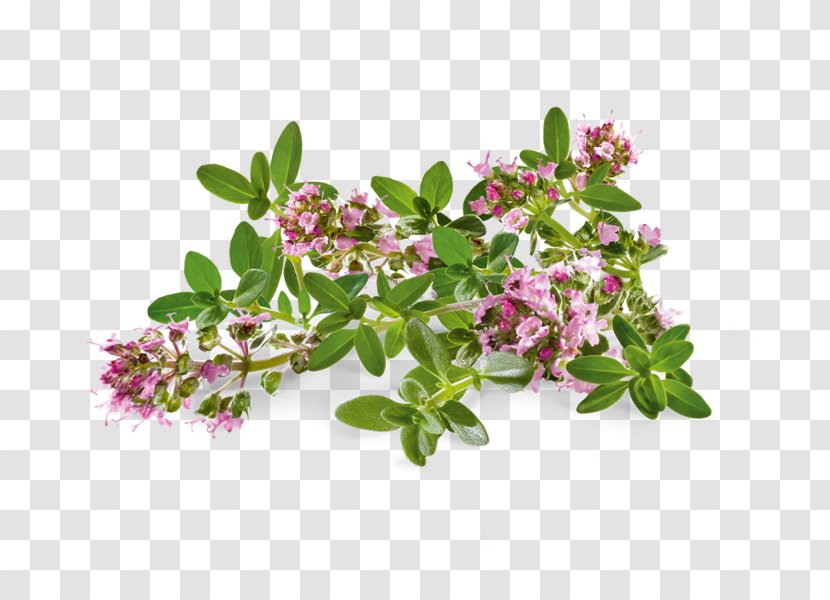 Thymes Herb Sabinene Terpene Pinene - Yarrow - Flower Transparent PNG