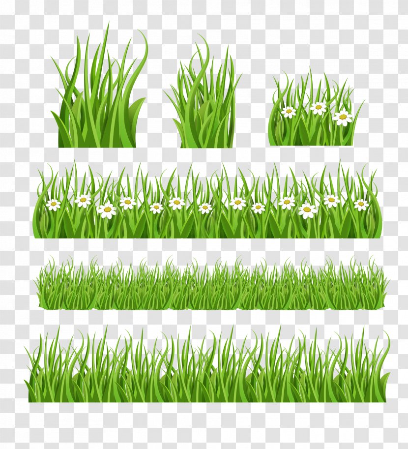 Lawn Clip Art - Wheatgrass - Grass Transparent PNG