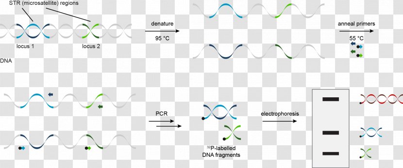 DNA Profiling STR Analysis Polymerase Chain Reaction Microsatellite - Fingerprint Transparent PNG