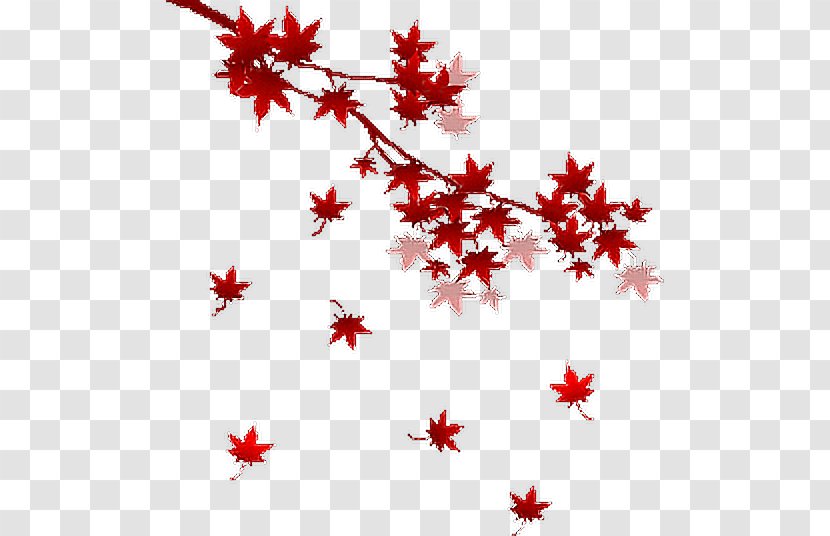 Red Maple Tree - Flower - Leaf Transparent PNG