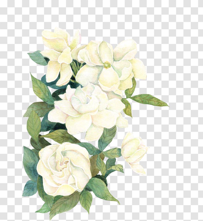 Flower Download If(we) - Gardenia Transparent PNG