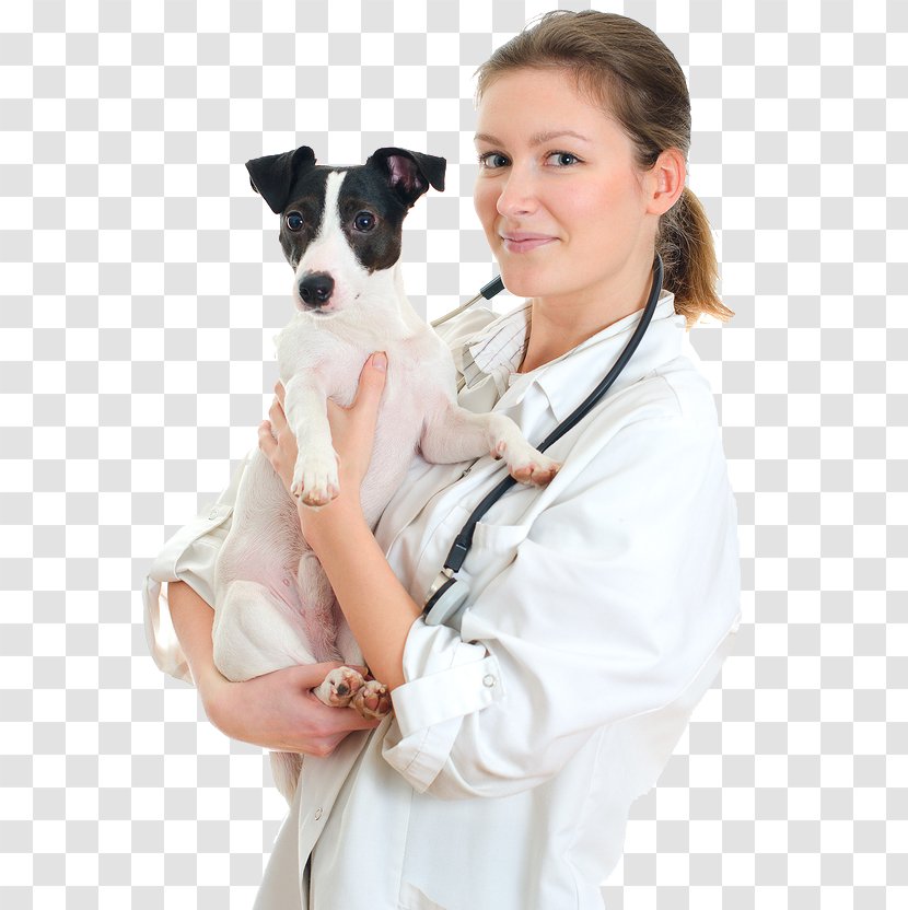 Cat Jack Russell Terrier Veterinarian Pet Sitting Puppy - Dog Like Mammal Transparent PNG
