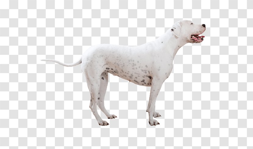 Dogo Argentino Cordoba Fighting Dog American Bulldog Bully Kutta Breed - Non Sporting Group Transparent PNG