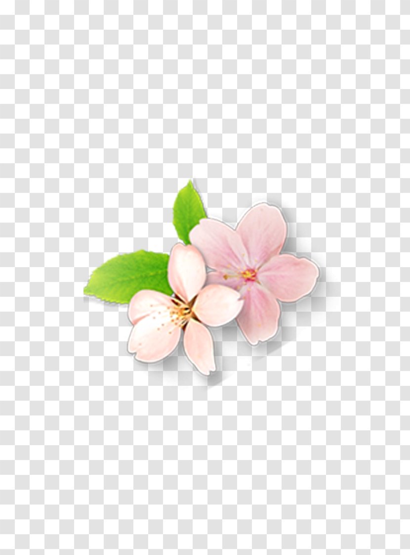 Petal Flower - Plant - Pink Flowers Transparent PNG
