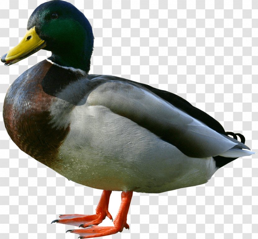 Duck Wiki - Ducks Geese And Swans - Image Transparent PNG