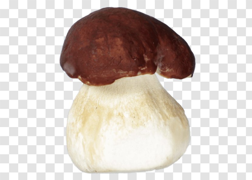 Pleurotus Eryngii Boletus Edulis Mushroom Medicinal Fungi Medicine - Autumn Transparent PNG